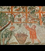 Vendimia en un mosaico romano del siglo II