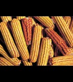 El cultivo del maiz se extiende en el s. XVII